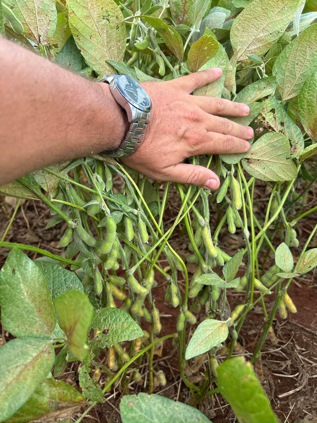 Atendimento técnico agrícola com produtor rural