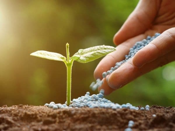 Fertilizantes foliares